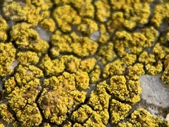 Flavoplaca flavocitrina