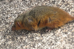 Monodelphis scalops