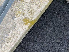 Flavoplaca flavocitrina