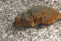 Monodelphis scalops