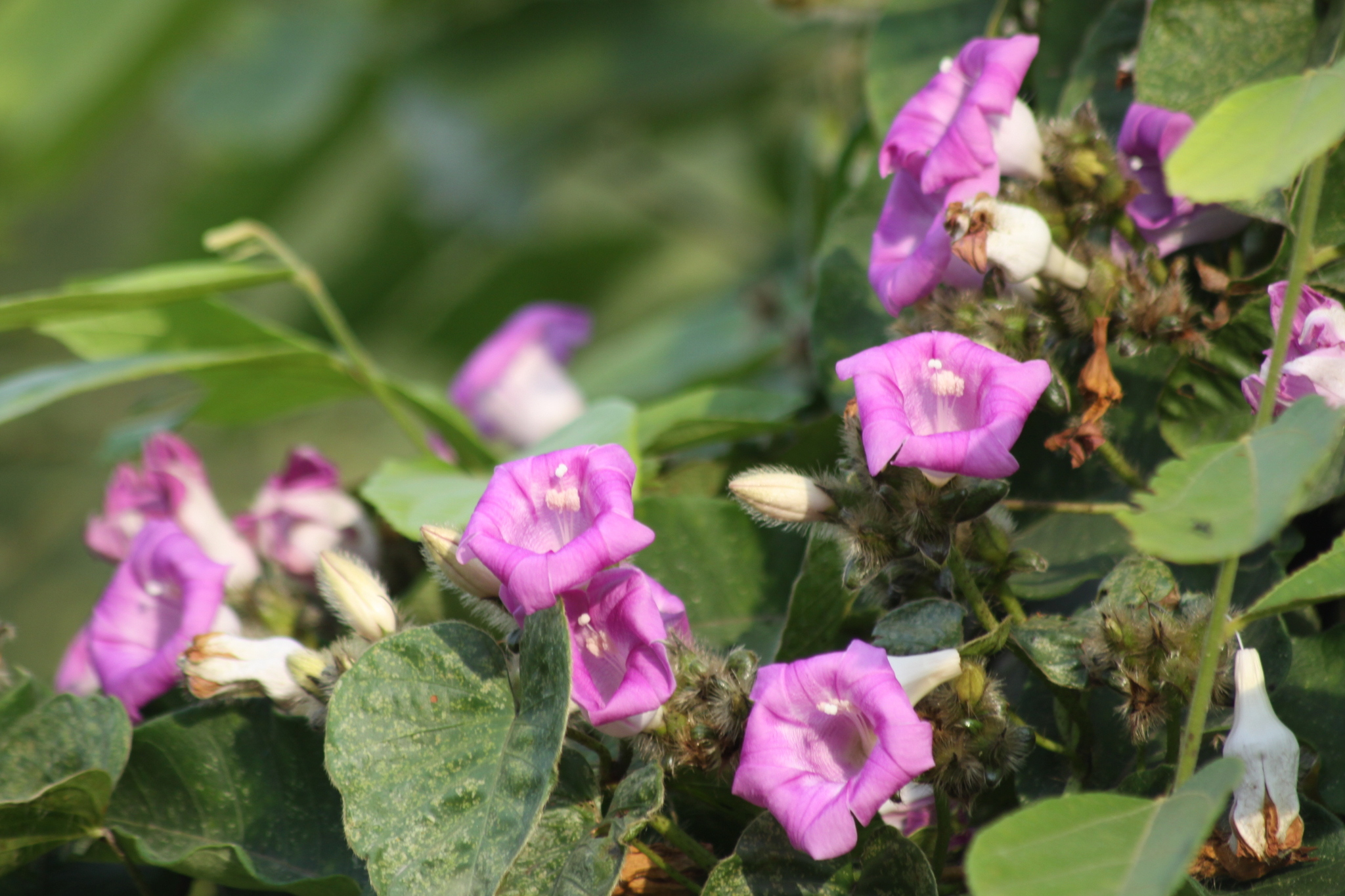 Argyreia capitiformis — ảnh 3