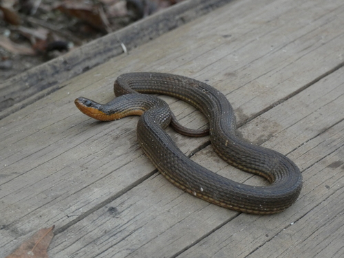 Glossy Swampsnake