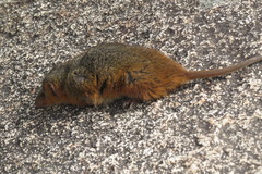 Monodelphis scalops
