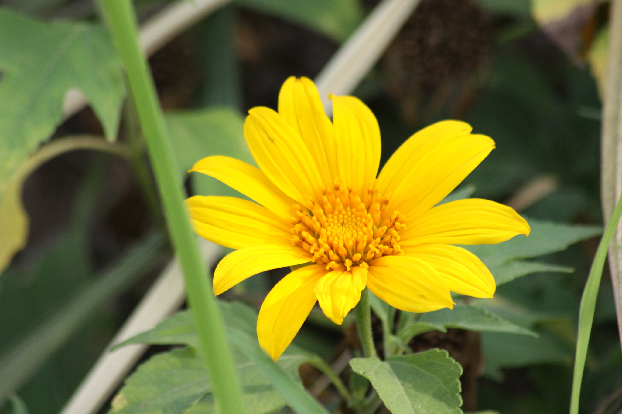 Dã quỳ (Tithonia diversifolia)