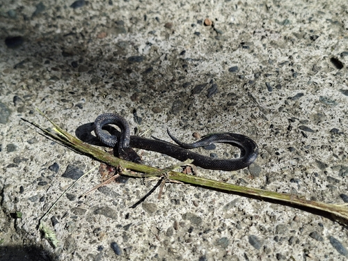 Northern Ground Snake