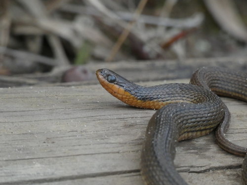 Glossy Swampsnake
