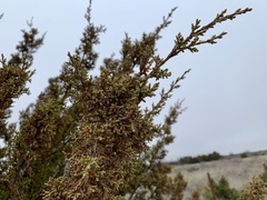 Juniperus pinchotii