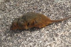 Monodelphis scalops