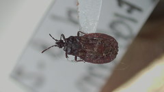Aneurus inconstans
