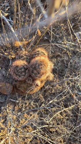 Fitch's Hedgehog Cactus (Echinocereus fitchii)