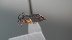 Polymerus venaticus