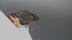 Polymerus venaticus