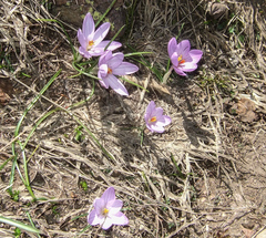 Crocus corsicus