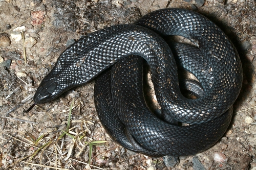 Blue-bellied Black Snake