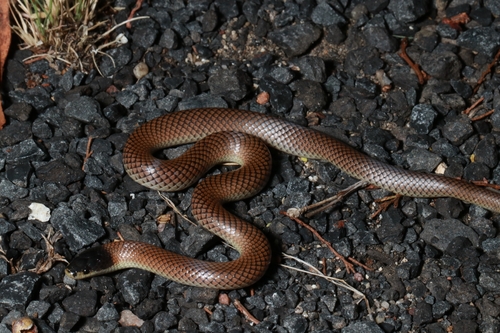 Black-naped Hooded Snake