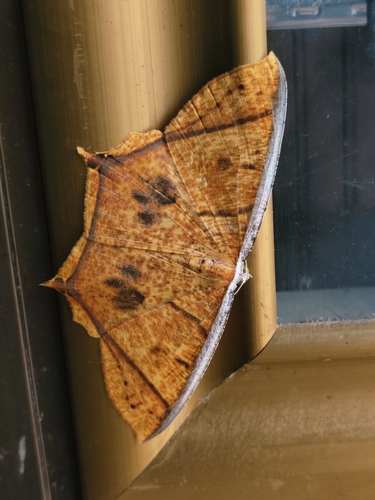 Thinopteryx crocoptera