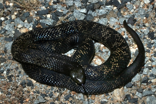 Blue-bellied Black Snake