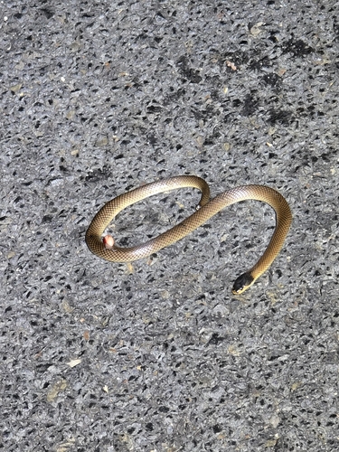 Black-naped Hooded Snake