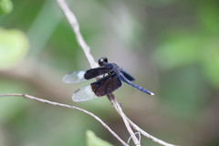 Neurothemis tullia