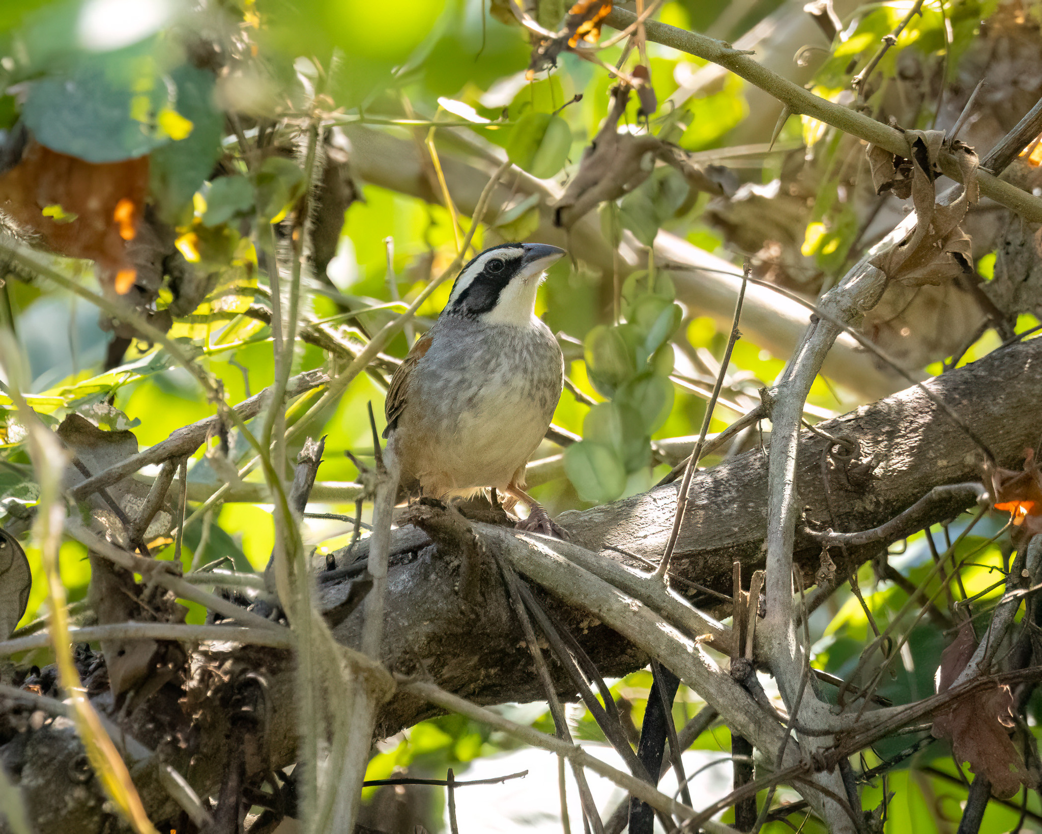 Stripe-headed Sparrow (Peucaea ruficauda), photo 6