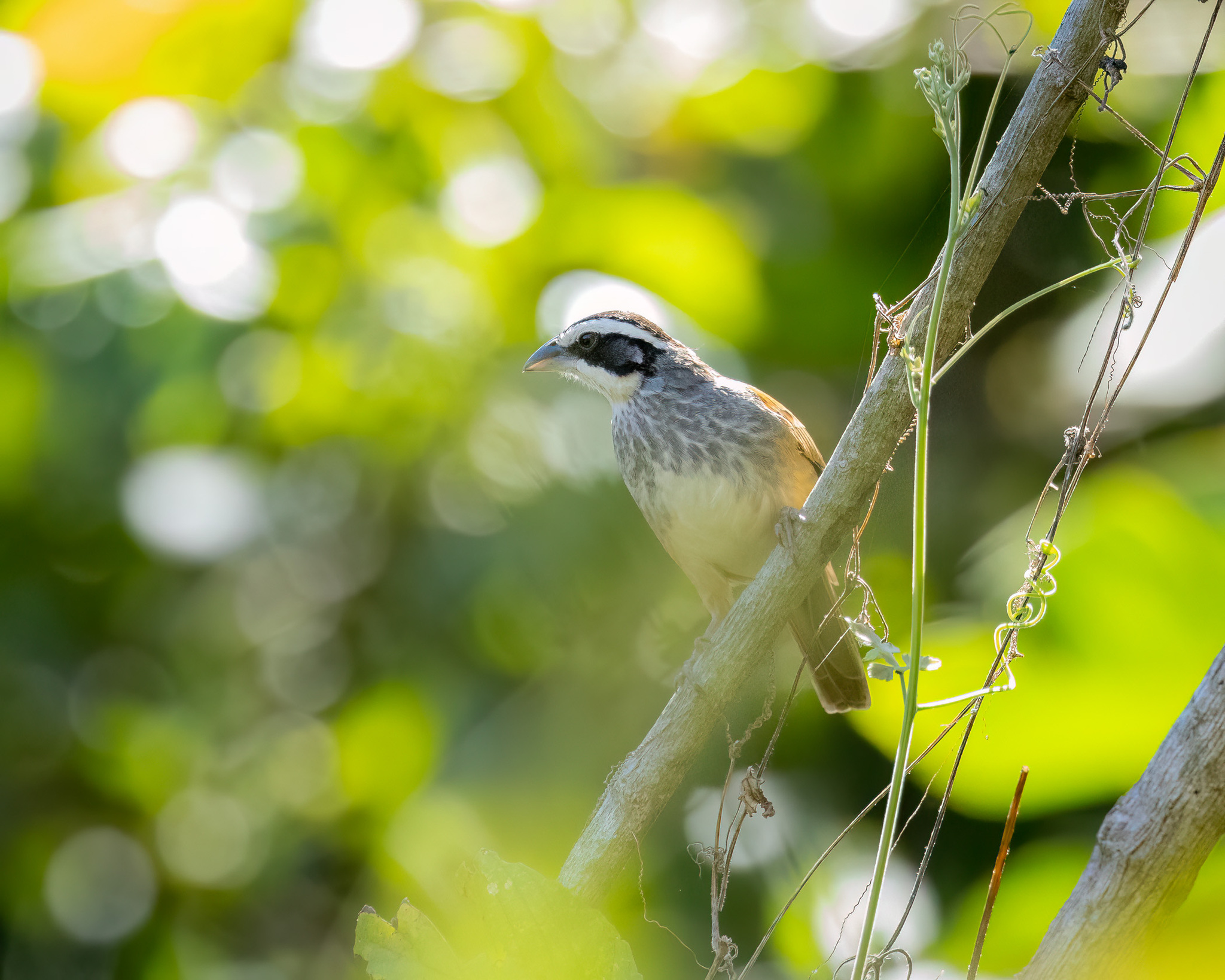 Stripe-headed Sparrow (Peucaea ruficauda), photo 7