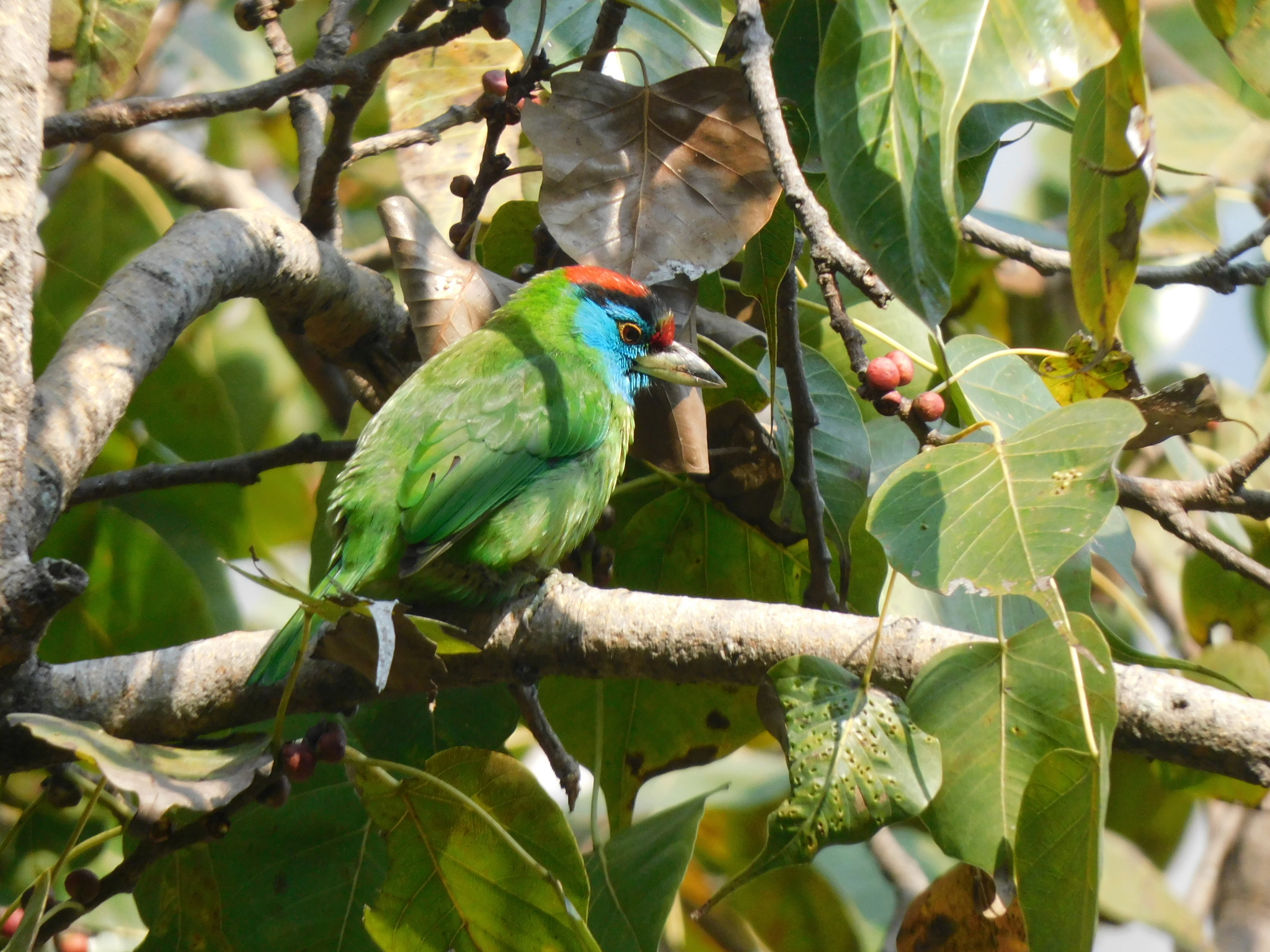 Blue-throated Barbet (Psilopogon asiaticus), photo 8