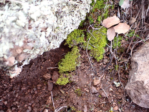 Weissia ligulifolia