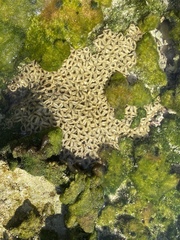 Palythoa grandiflora