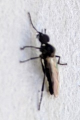 Bibiodes halteralis