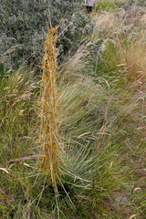 Aciphylla subflabellata