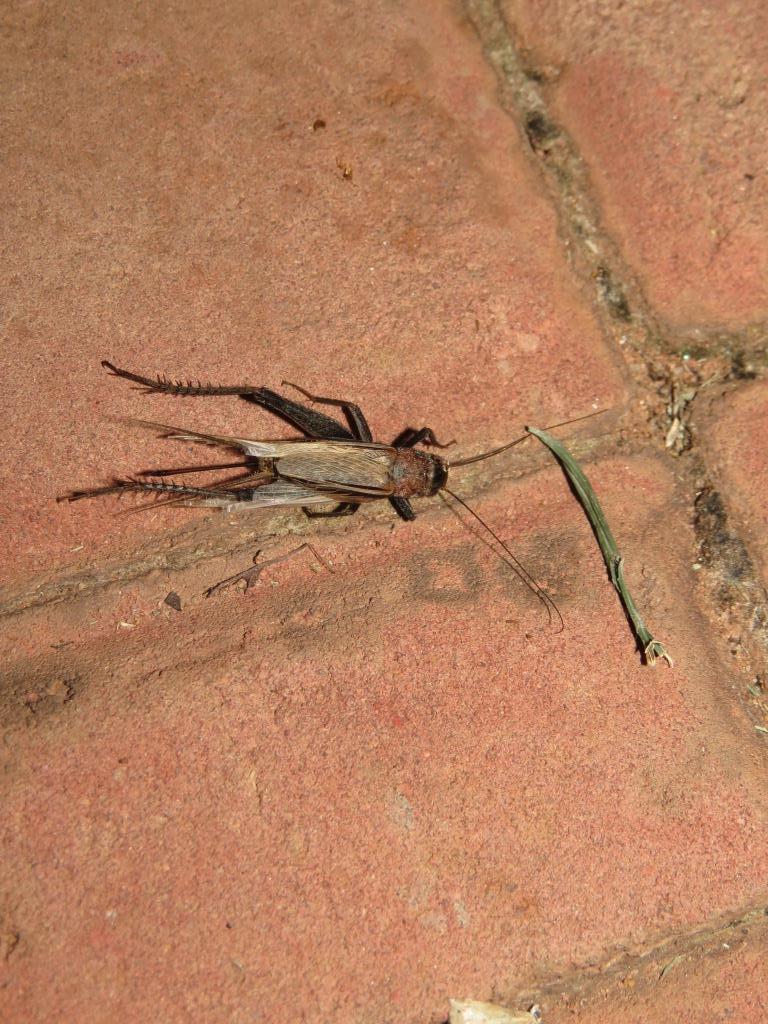 Werner's Black Field Cricket