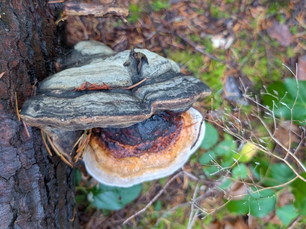 Fomitopsis mounceae · November 2025 · photo: © criminy (iNaturalist, cc-by)