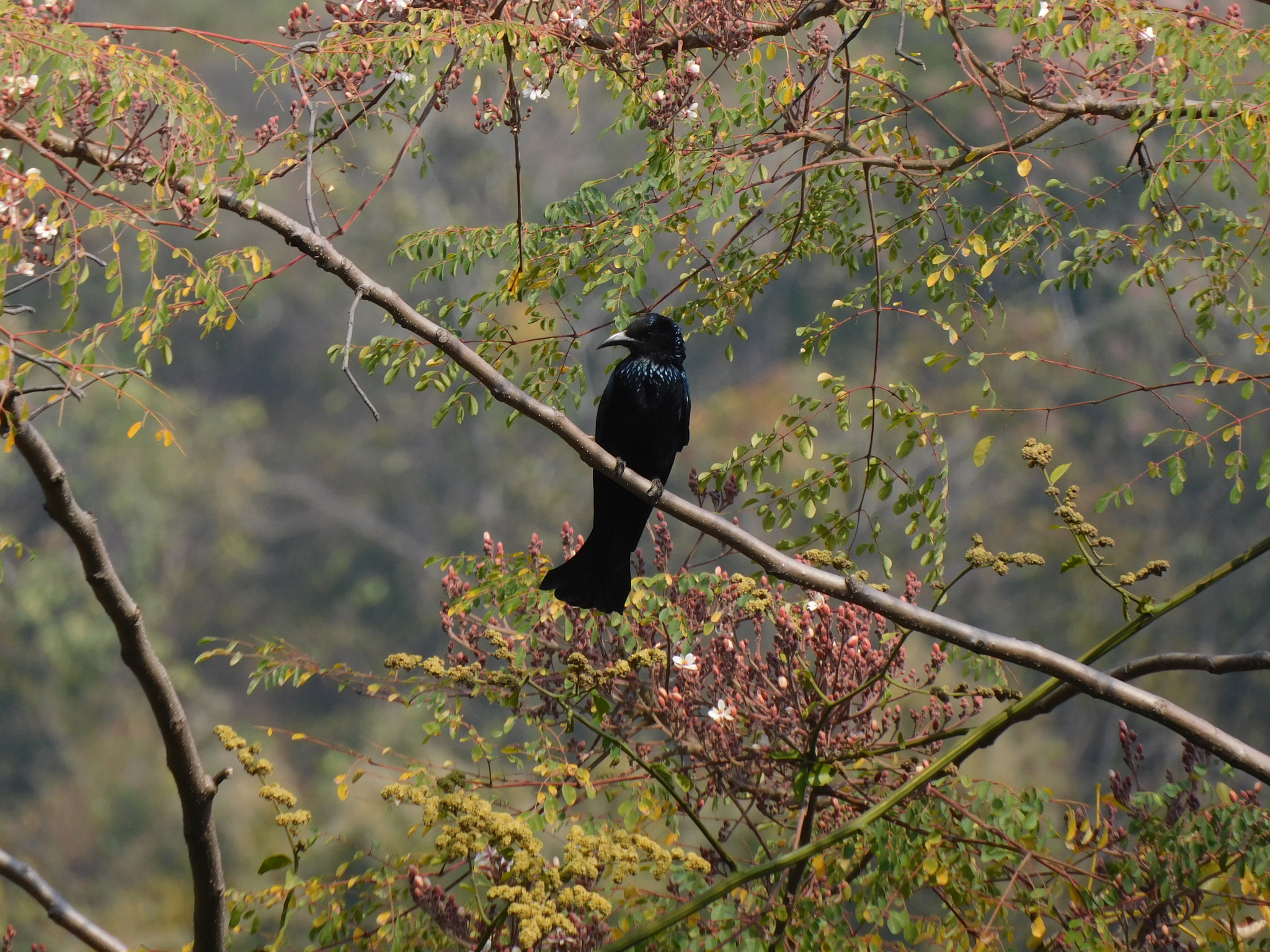 Hair-crested Drongo (Dicrurus hottentottus), photo 9