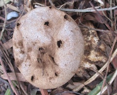 Myriostoma