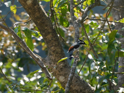 White-browed Shrike-babbler (Pteruthius aeralatus), photo 5