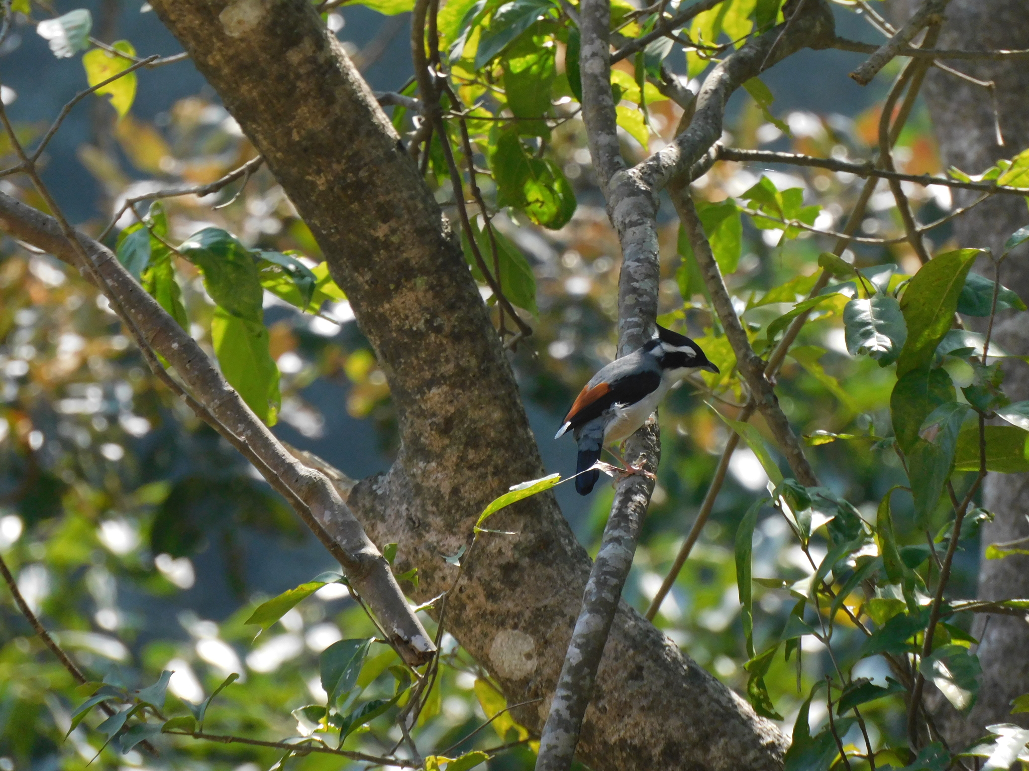White-browed Shrike-babbler (Pteruthius aeralatus), photo 6