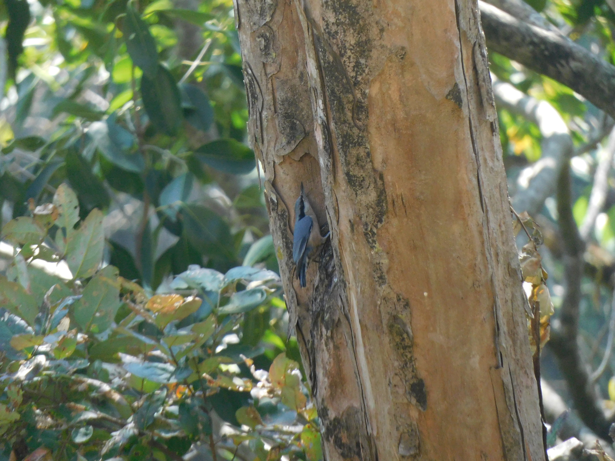 Chestnut-bellied Nuthatch (Sitta cinnamoventris), photo 4