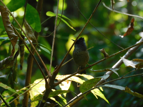 Black-chinned Yuhina (Yuhina nigrimenta), photo 6