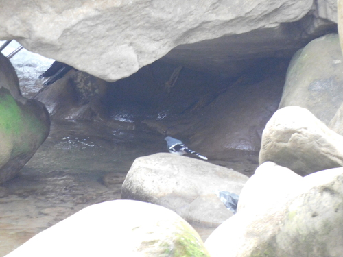 Slaty-backed Forktail (Enicurus schistaceus), photo 9