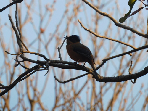 Rufous Sibia (Heterophasia capistrata), photo 3