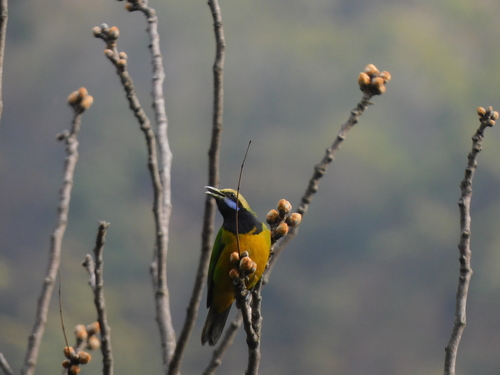 Orange-bellied Leafbird (Chloropsis hardwickii), photo 1