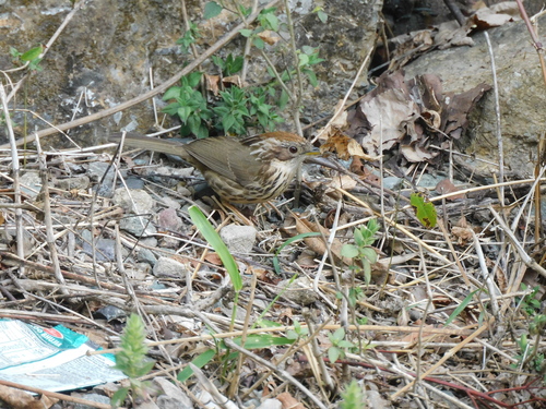 Puff-throated Babbler (Pellorneum ruficeps), photo 6