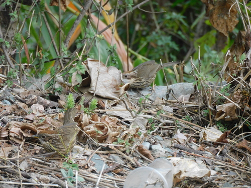 Puff-throated Babbler (Pellorneum ruficeps), photo 7