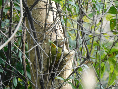 Greater Yellownape (Chrysophlegma flavinucha), photo 6