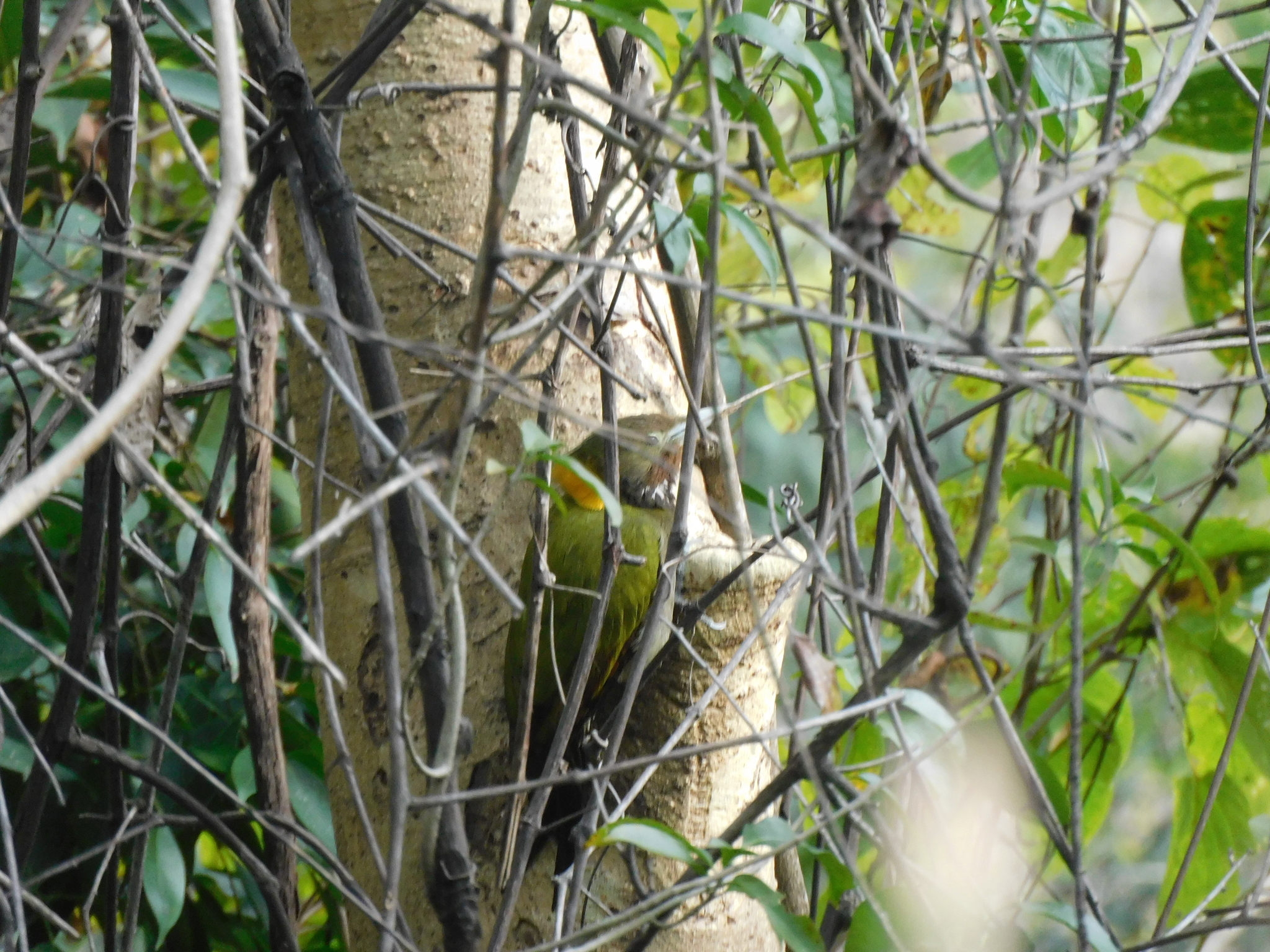 Greater Yellownape (Chrysophlegma flavinucha), photo 6