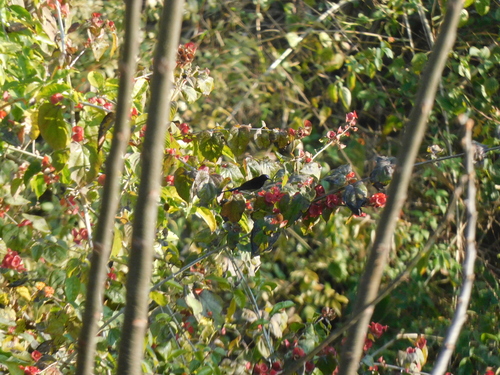 Black-throated Sunbird (Aethopyga saturata), photo 2