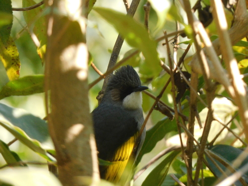 Ashy Bulbul (Hemixos flavala), photo 2
