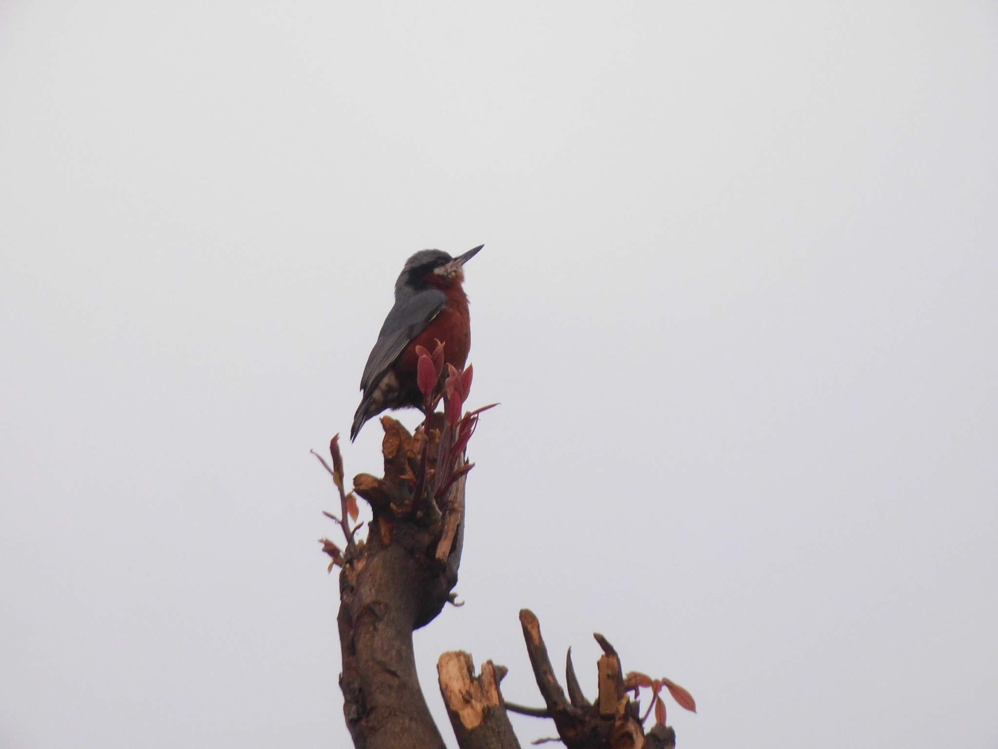 Chestnut-bellied Nuthatch (Sitta cinnamoventris), photo 3