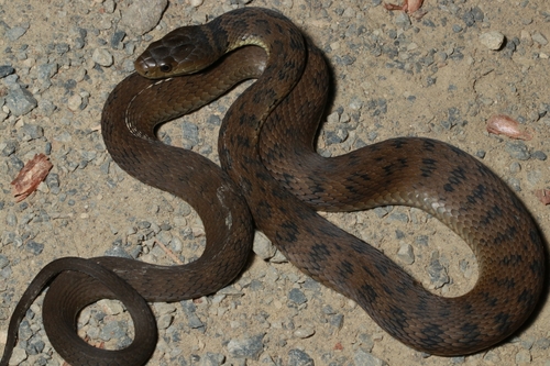 Rough-scaled Snake