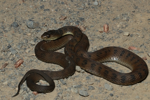 Rough-scaled Snake